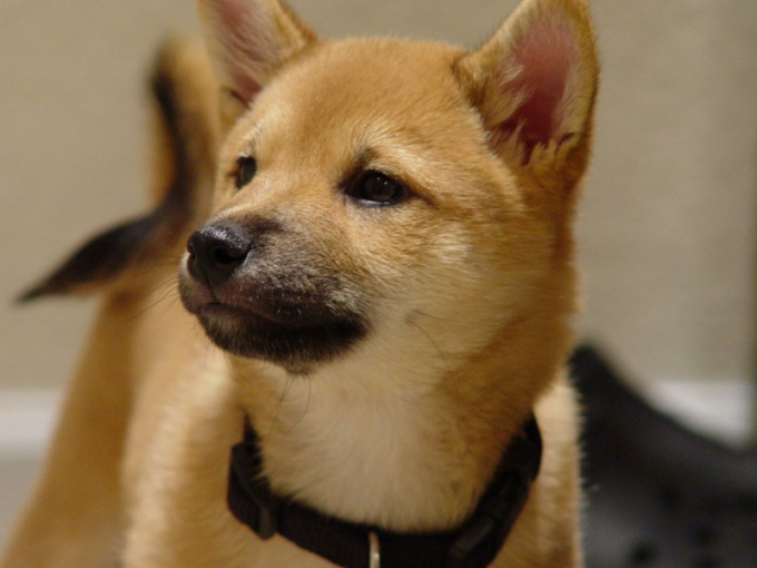 How to cook porridge puppy