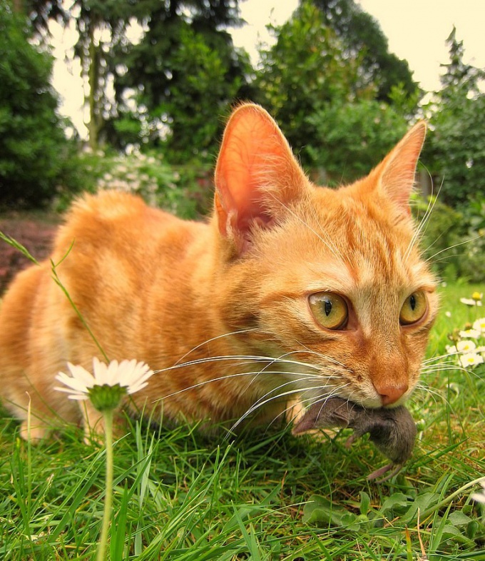 Put the cat on a natural food