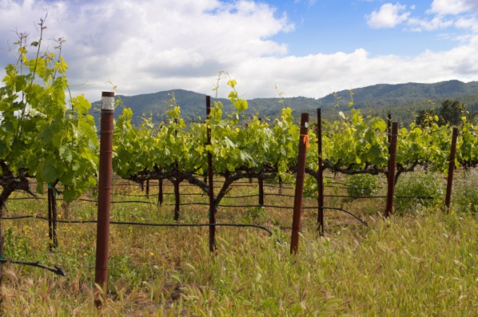 How to prune grapes in spring