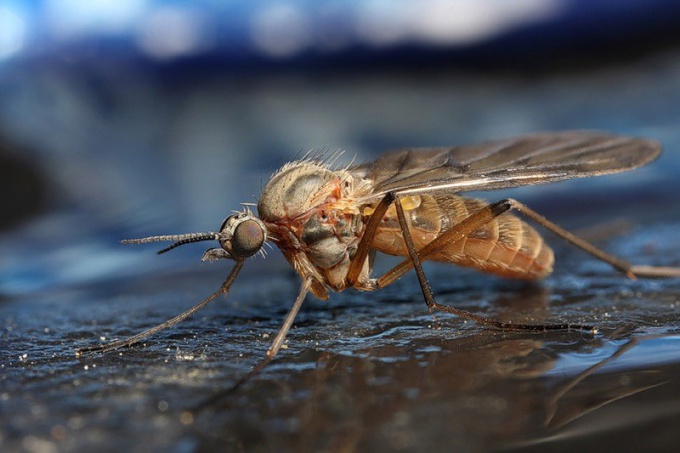 Как избавиться от комаров дома