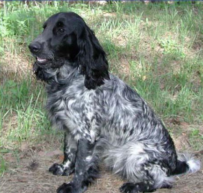 How to feed the Russian Spaniel