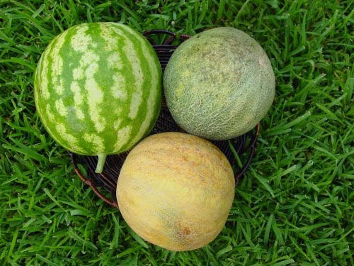 What to plant next to the melons