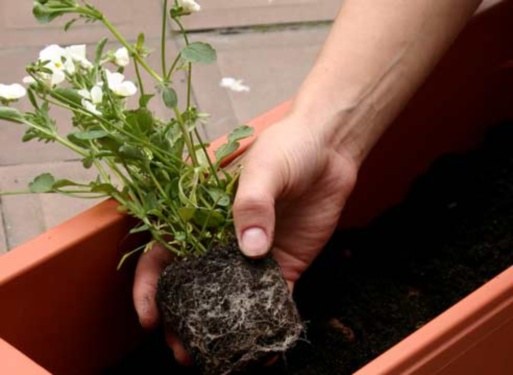 Why plants need to be transplanted in the spring