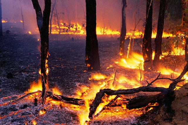 Как предотвратить лесные пожары