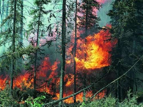 Как остановить лесные пожары в Сибири