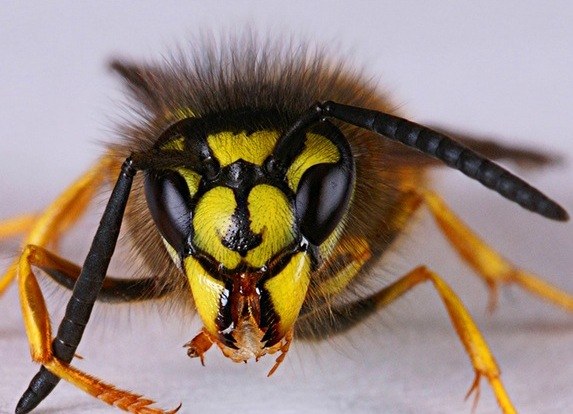 How to treat wasp sting