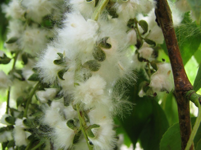 How to deal with Allergy to poplar fluff