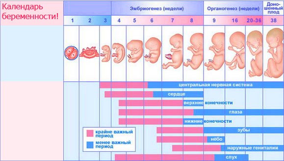 As a developing child in the womb