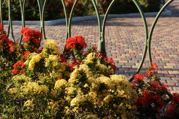 How to use color in landscape design