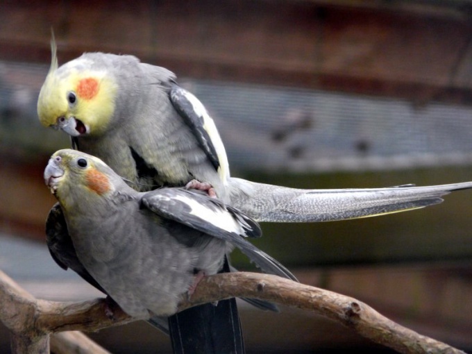 How to determine the age of a parrot Corella