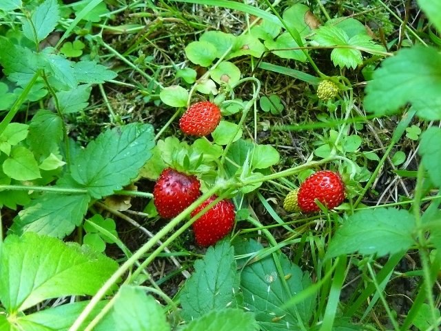 Where and when to collect the berries