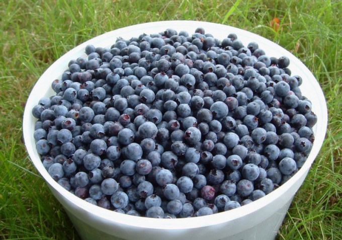 How to prepare blueberries for winter