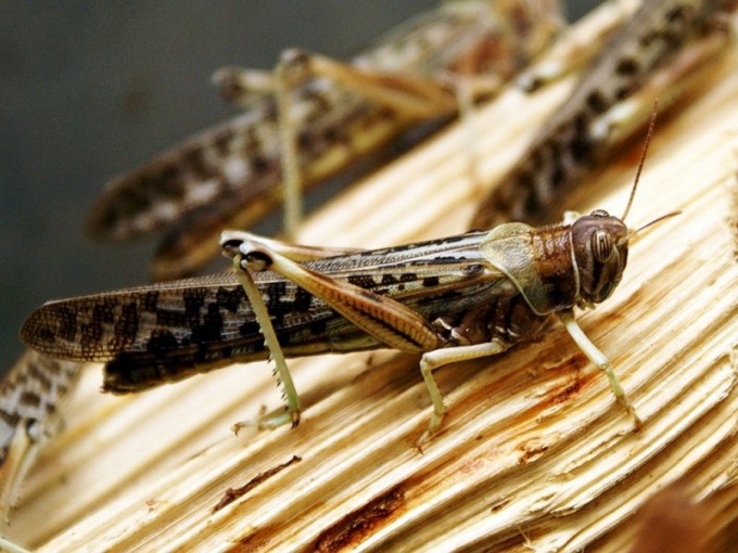 How to cope with a plague of locusts