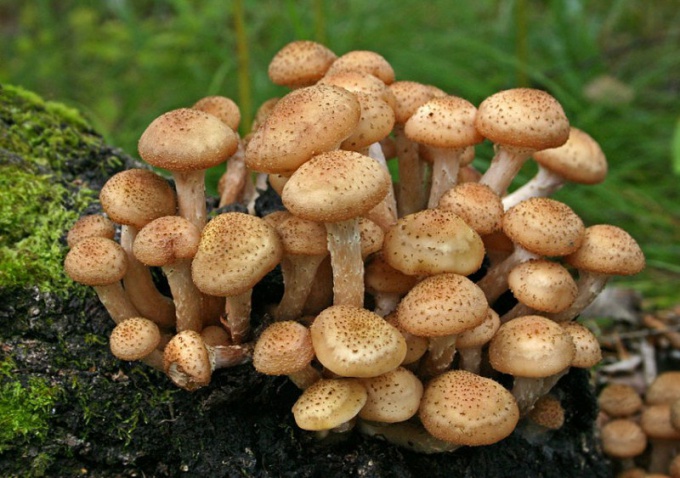 How to determine whether a mushroom is edible