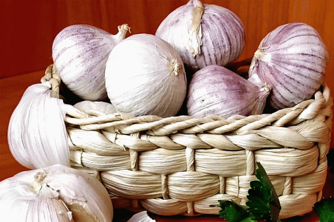When to dig up garlic