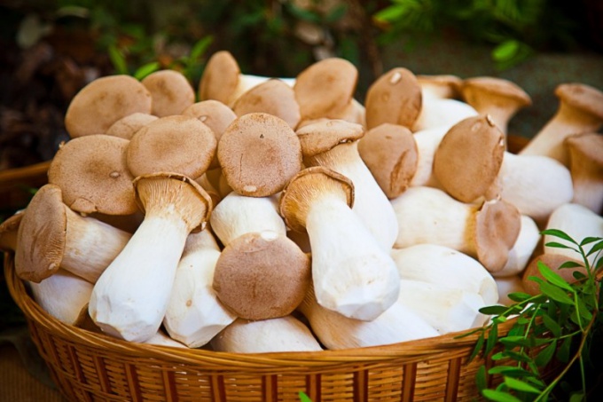 Как распознать отравление грибами