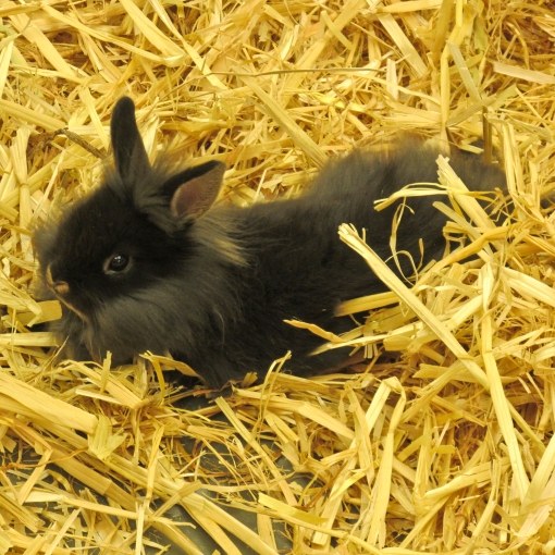 What to feed rabbits