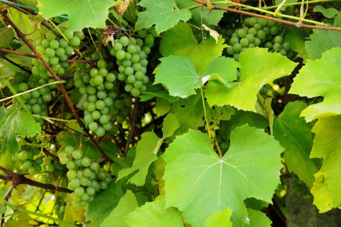 Как подготовить виноградные листья