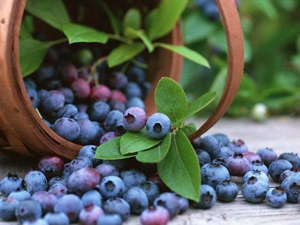 How to pick blueberries