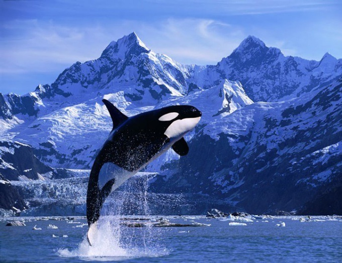 Как отмечают Всемирный день китов и дельфинов в мире