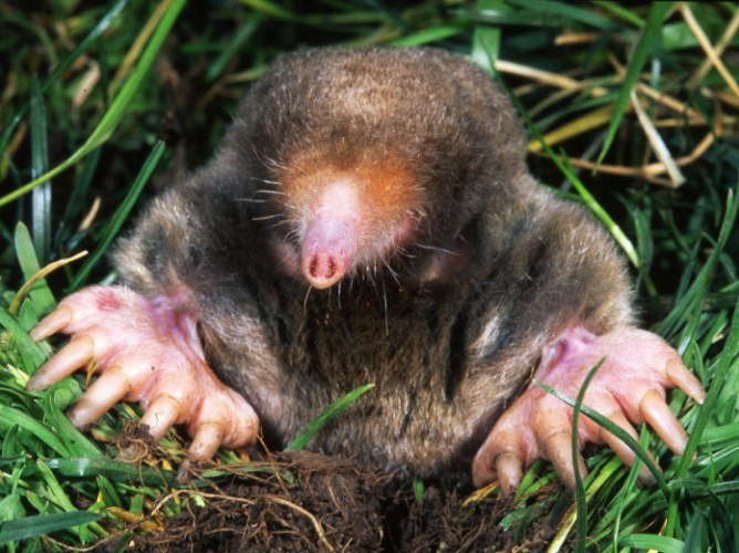 How to deal with moles in the garden