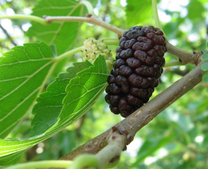 How to grow mulberry