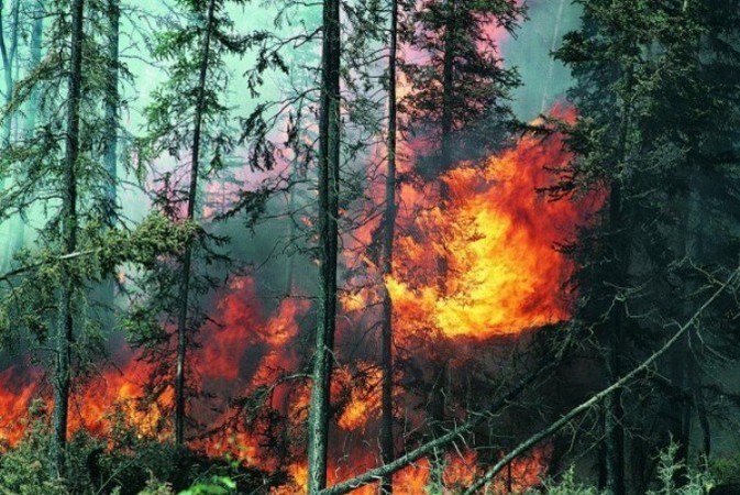 Почему возникают лесные пожары