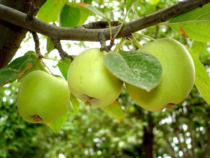 How to care for Apple trees