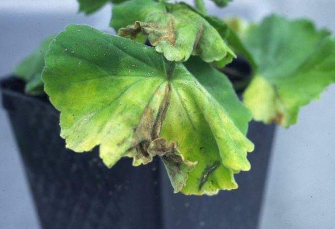 How to eliminate chlorosis of plants