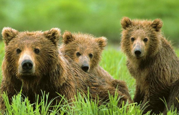 Почему в Сибири медведи перебрались ближе к городам