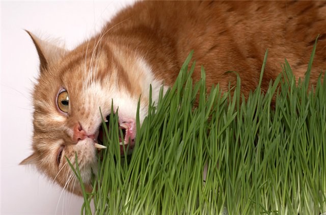 How to grow oats for the cat