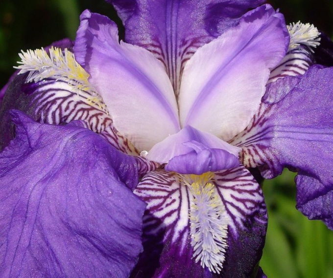How to care for irises