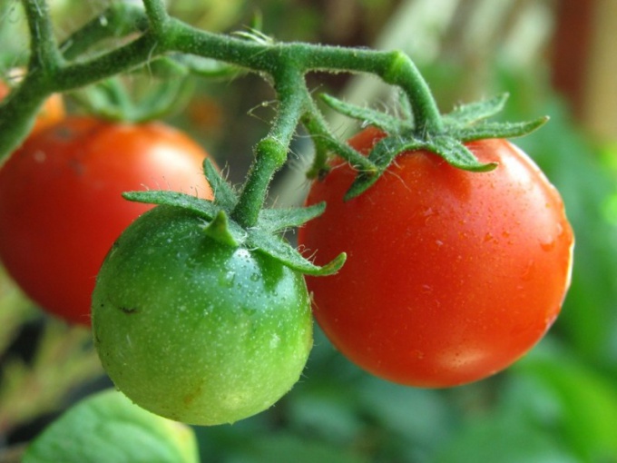 Why blackened green tomatoes