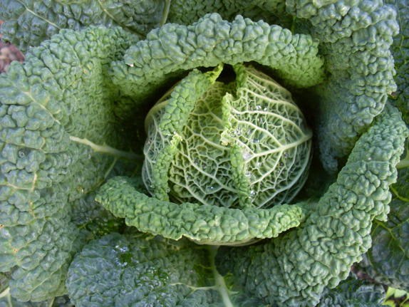 How to cook Savoy cabbage