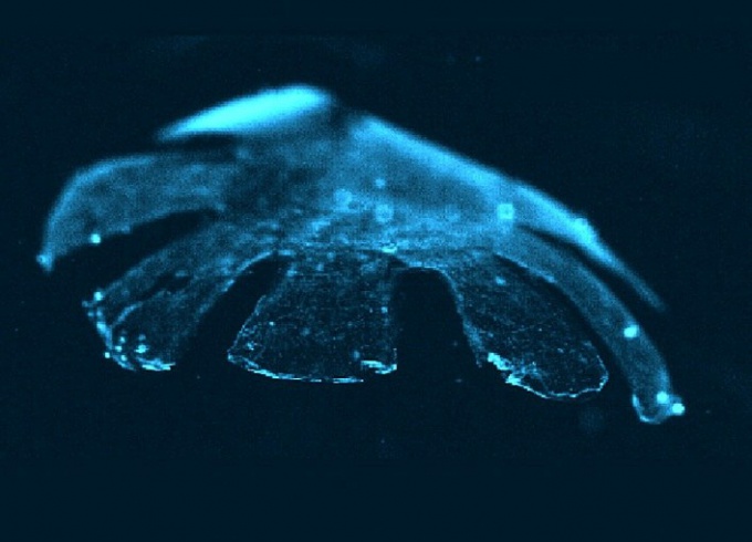 Для чего создан искусственный биоробот-медуза