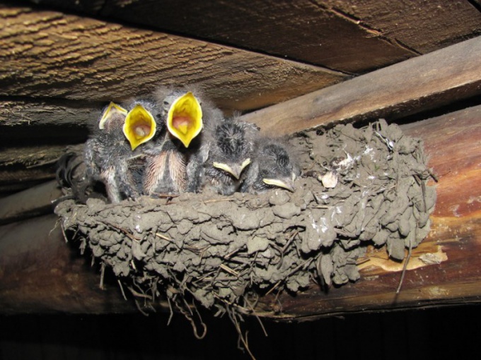 Why swallows build nests under the ridge of the house