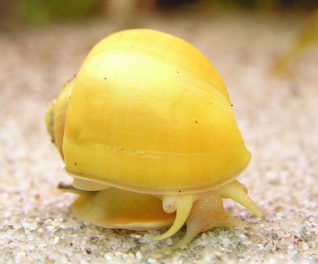How to breed aquarium snails