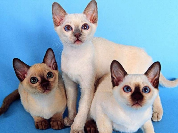 How to raise Siamese kittens