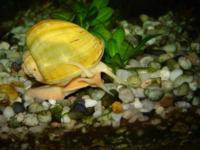 How to feed aquarium snail