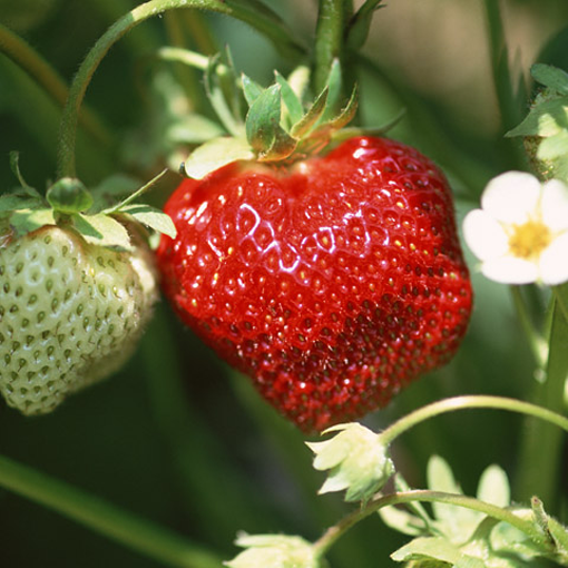 How to take care of outdoor strawberry