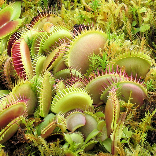 How to grow carnivorous flower in the house: Venus flytrap