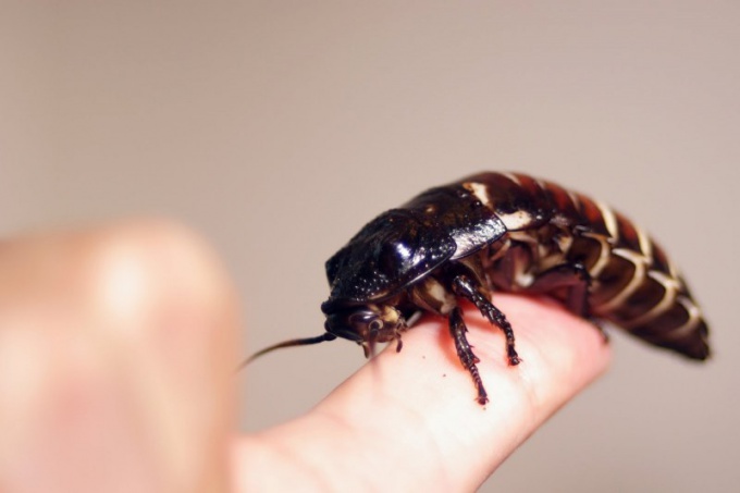 Мадагаскарский таракан: чудовище или домашний любимец