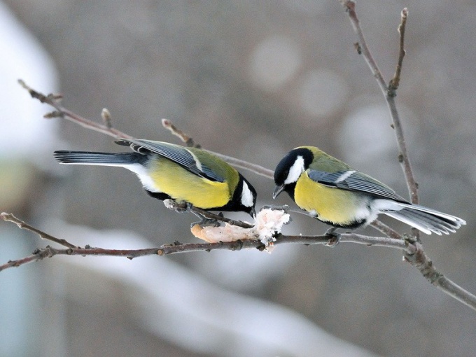 Как помочь птицам пережить холода: особенности кормления городских птиц