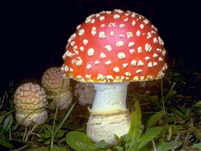 How to treat a poisonous and beautiful mushrooms