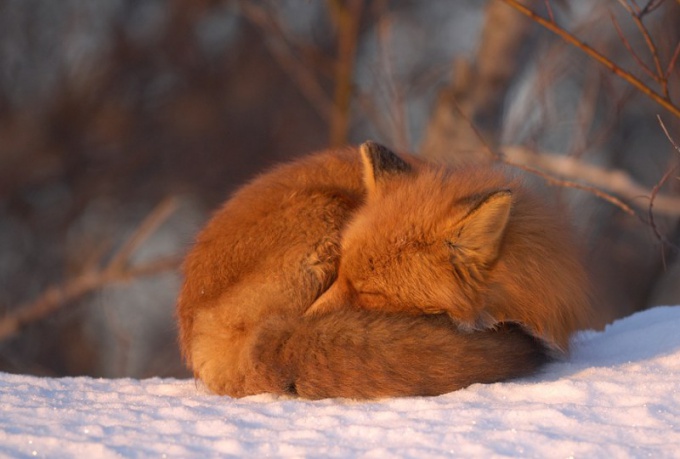 Как зимуют животные в лесу