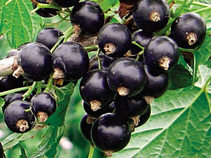 Полезные и лечебные свойства черной смородины