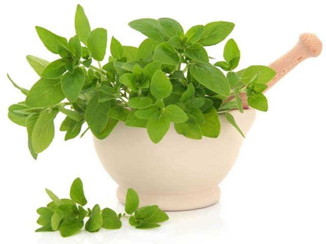 Useful properties and applications of aromatic Basil