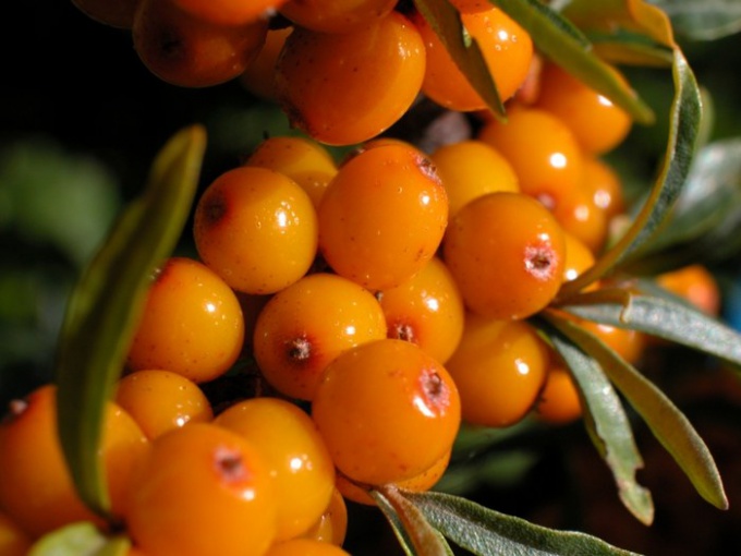 Heal wounds with sea buckthorn