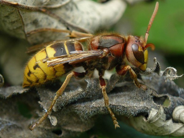 How to get rid of wild wasps