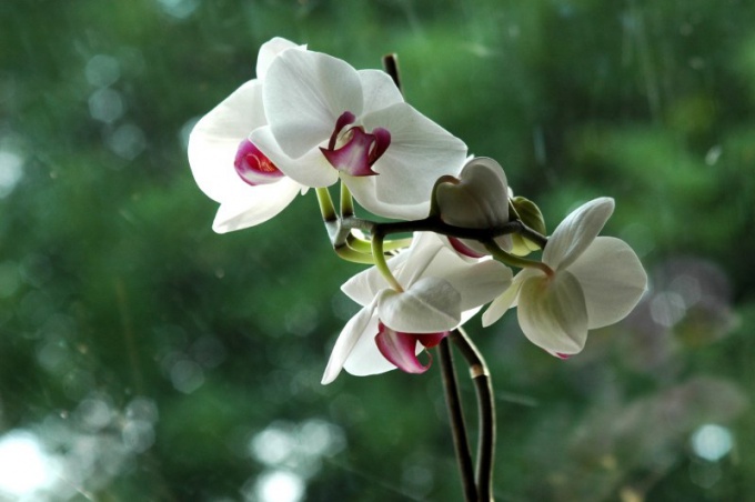 Как выбрать орхидею